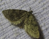 Tephronia sepiaria (Hufnagel,  1767)