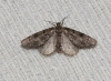 Tephronia sepiaria (Hufnagel, 1767)