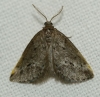 Tephronia oranaria (Staudinger, 1892)