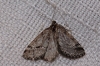Tephronia oranaria (Staudinger, 1892)