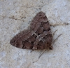 Thera cognata (Thunberg, 1792)