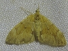 Thera obeliscata (Hbner, 1787)