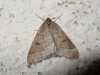 Theria primaria (Haworth, 1809)