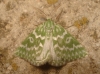 Thetidia (Thetidia) plusiaria (Boisduval, 1840)