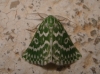 Thetidia (Thetidia) plusiaria (Boisduval, 1840)