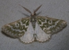 Thetidia (Thetidia) plusiaria (Boisduval, 1840)
