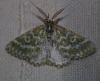 Thetidia (Thetidia) plusiaria (Boisduval, 1840)