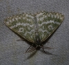Thetidia (Thetidia) plusiaria (Boisduval, 1840)