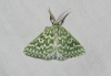 Thetidia (Thetidia) plusiaria (Boisduval, 1840)