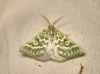 Thetidia (Thetidia) plusiaria (Boisduval, 1840)