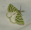 Thetidia (Thetidia) plusiaria (Boisduval, 1840)