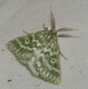 Thetidia (Thetidia) plusiaria (Boisduval, 1840)