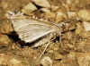 Xanthorhoe ferrugata (Clerck, 1759)