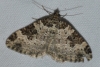 Xanthorhoe fluctuata (Linnaeus, 1758)