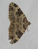Xanthorhoe fluctuata (Linnaeus, 1758)