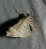 Xanthorhoe fluctuata (Linnaeus, 1758)