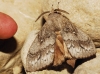 Dendrolimus pini