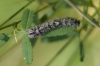 Dendrolimus pini?