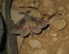 Dendrolimus pini