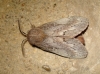 Dendrolimus pini