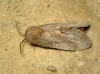 Dendrolimus pini