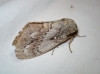 Dendrolimus pini