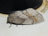 Dendrolimus pini