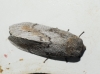 Dendrolimus pini