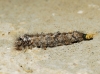 Dendrolimus pini
