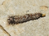 Dendrolimus pini