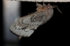 Dendrolimus pini