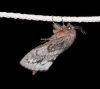 Dendrolimus pini