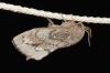 Dendrolimus pini
