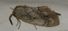 Dendrolimus pini