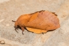 Gastropacha quercifolia