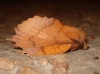 Gastropacha quercifolia