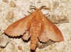 Gastropacha quercifolia
