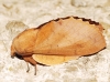 Gastropacha quercifolia