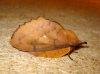 Gastropacha quercifolia