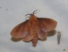 Gastropacha quercifolia
