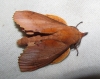 Gastropacha quercifolia