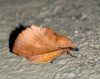 Gastropacha quercifolia