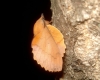Gastropacha quercifolia
