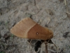 Lasiocampa quercus