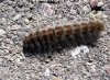 Lasiocampa quercus