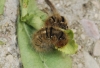 Lasiocampa quercus