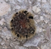 Lasiocampa quercus
