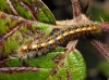 Lasiocampa quercus