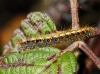 Lasiocampa quercus