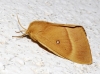 Lasiocampa quercus